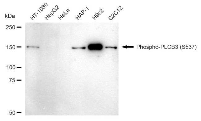 Phospho-PLCB3 (Ser537) Antibody in Western Blot (WB)