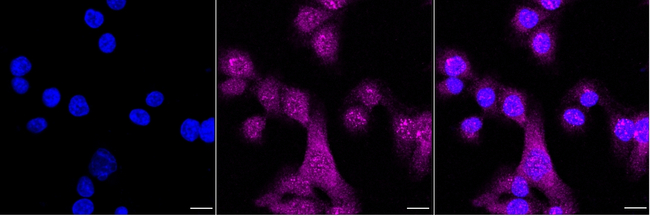 PIWIL1 Antibody in Immunocytochemistry (ICC/IF)