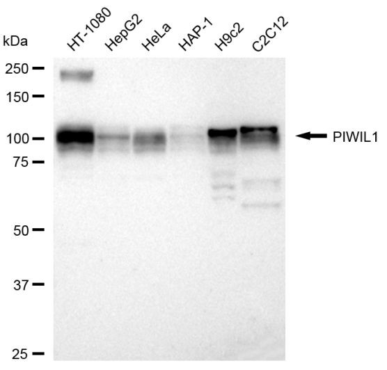 PIWIL1 Antibody in Western Blot (WB)