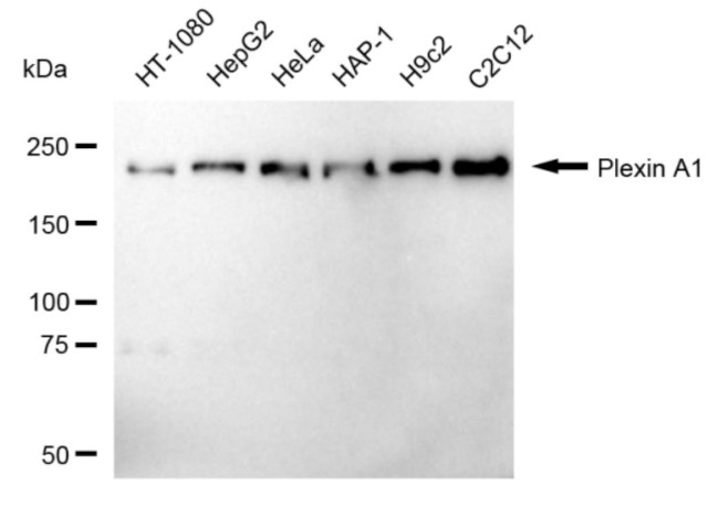 Plexin-A1 Antibody in Western Blot (WB)
