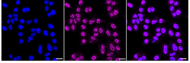 PMF1 Antibody in Immunocytochemistry (ICC/IF)