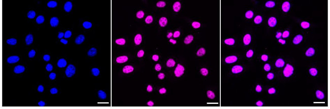 PRPF4 Antibody in Immunocytochemistry (ICC/IF)