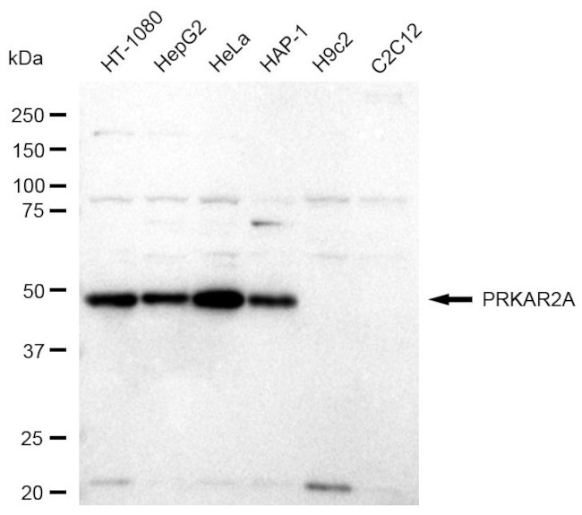 PRKAR2A Antibody in Western Blot (WB)