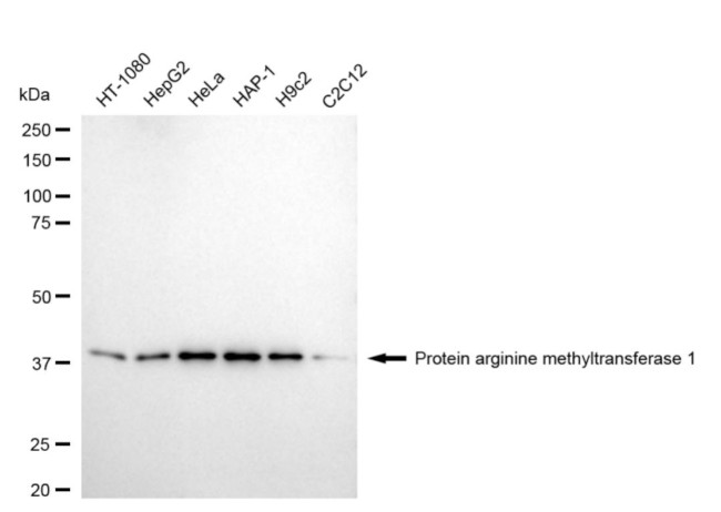 PRMT1 Antibody in Western Blot (WB)