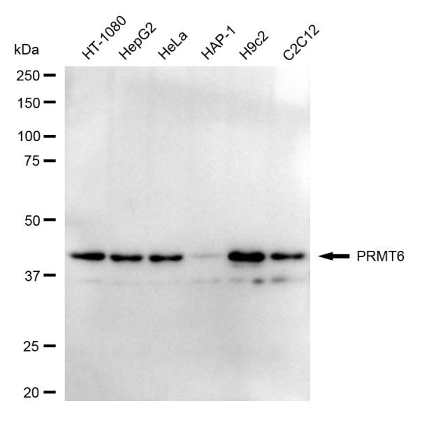 PRMT6 Antibody in Western Blot (WB)