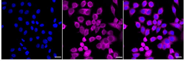 EBP1 Antibody in Immunocytochemistry (ICC/IF)