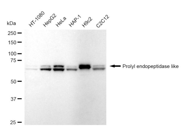 PREPL Antibody in Western Blot (WB)