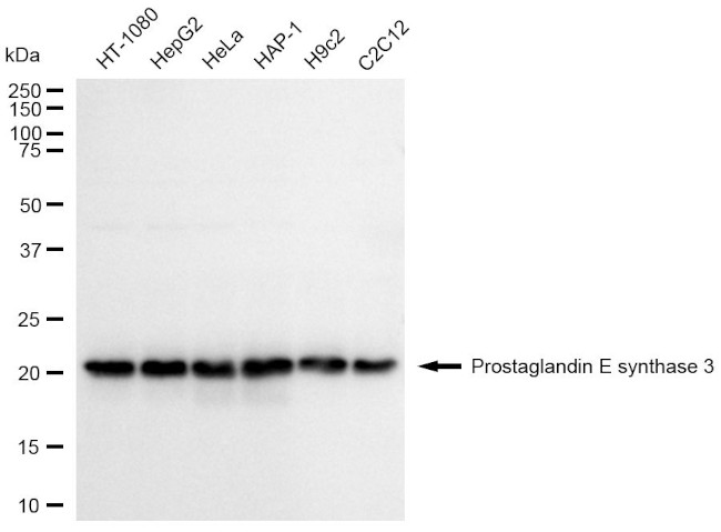 p23 Antibody in Western Blot (WB)