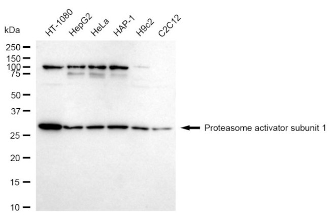 PSME1 Antibody in Western Blot (WB)