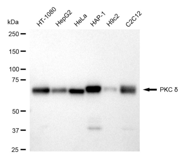 PKC delta Antibody in Western Blot (WB)