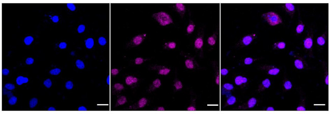 PSIP1 Antibody in Immunocytochemistry (ICC/IF)
