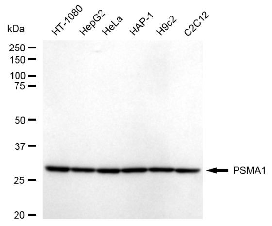 PSMA1 Antibody in Western Blot (WB)