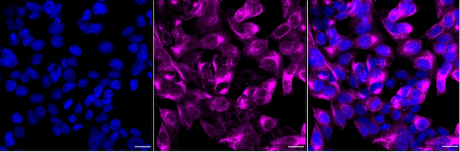 Securin Antibody in Immunocytochemistry (ICC/IF)