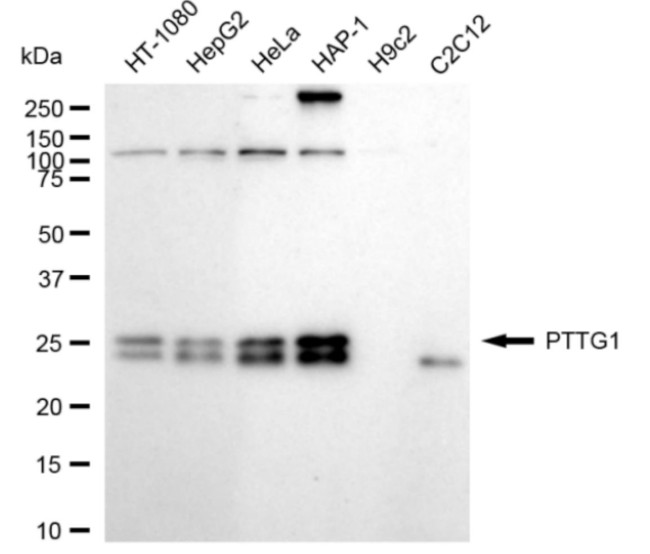 Securin Antibody in Western Blot (WB)