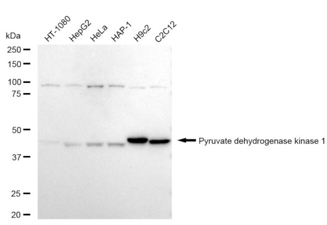PDK1 Antibody in Western Blot (WB)
