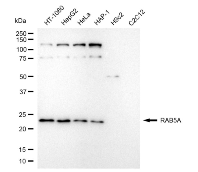 RAB5 Antibody in Western Blot (WB)