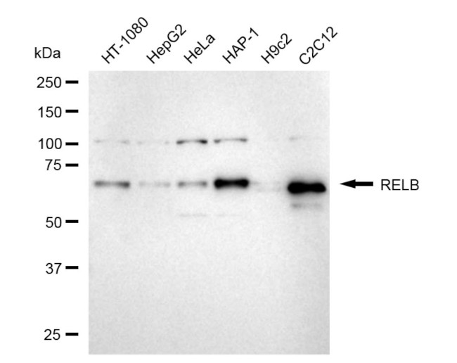 RelB Antibody in Western Blot (WB)