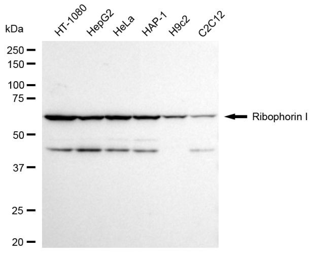 Ribophorin I Antibody in Western Blot (WB)