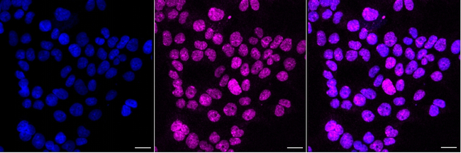 RNF2 Antibody in Immunocytochemistry (ICC/IF)