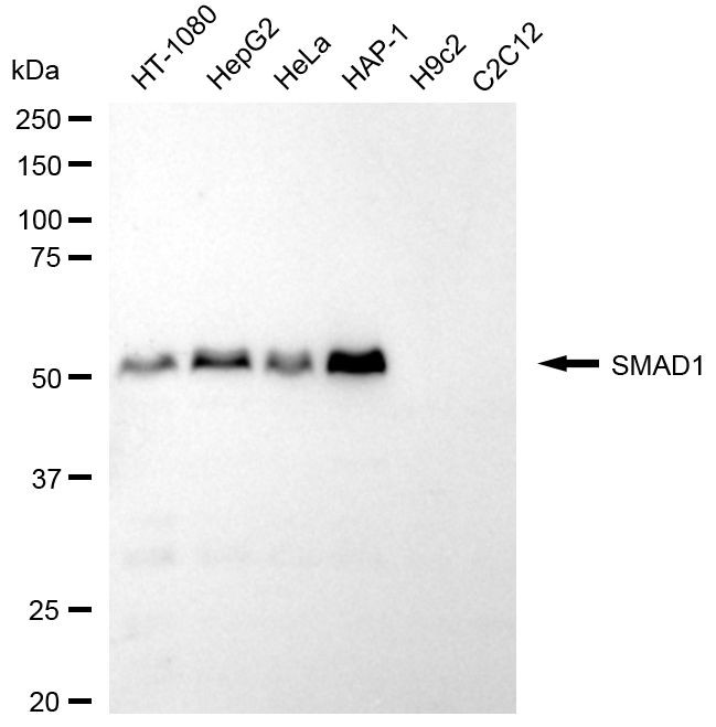 SMAD1 Antibody in Western Blot (WB)