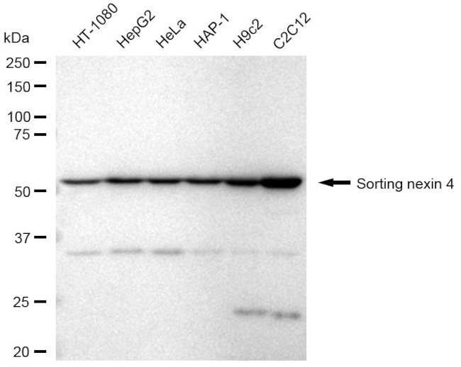 SNX4 Antibody in Western Blot (WB)