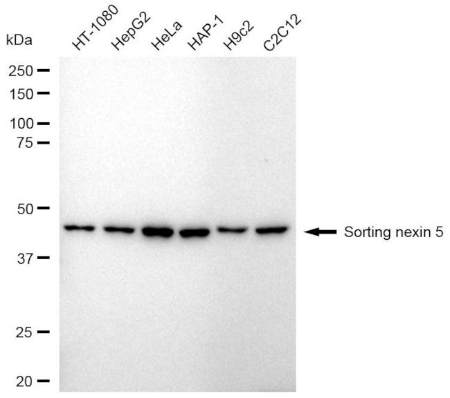SNX5 Antibody in Western Blot (WB)