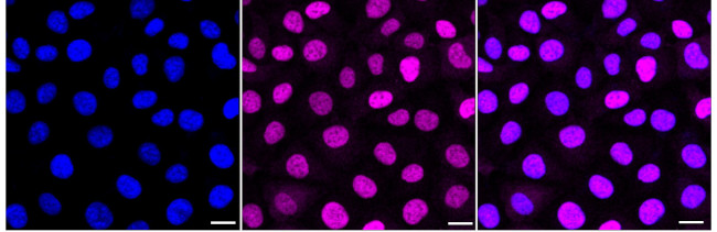 SOX9 Antibody in Immunocytochemistry (ICC/IF)