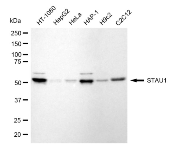 Staufen Antibody in Western Blot (WB)