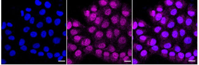 SUOX Antibody in Immunocytochemistry (ICC/IF)