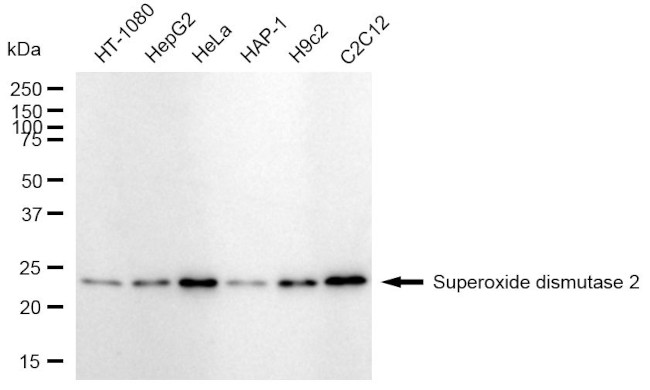 SOD2 Antibody in Western Blot (WB)