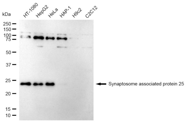 SNAP25 Antibody in Western Blot (WB)