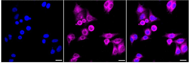 SNAP29 Antibody in Immunocytochemistry (ICC/IF)