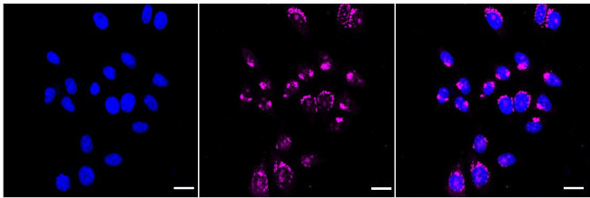 TMF1 Antibody in Immunocytochemistry (ICC/IF)