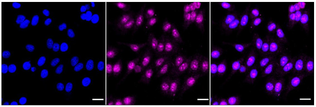 Nuclear Matrix Protein p84 Antibody in Immunocytochemistry (ICC/IF)