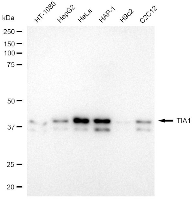 TIA-1 Antibody in Western Blot (WB)