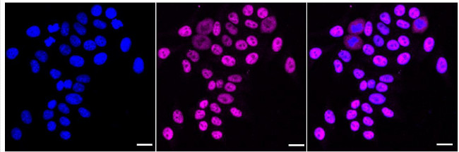 TIMELESS Antibody in Immunocytochemistry (ICC/IF)