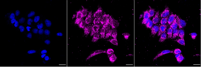 TIMM50 Antibody in Immunocytochemistry (ICC/IF)