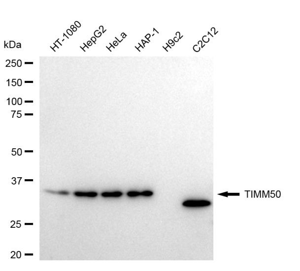 TIMM50 Antibody in Western Blot (WB)