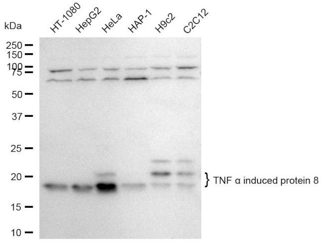 TNFAIP8 Antibody in Western Blot (WB)