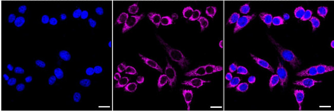 TRAP1 Antibody in Immunocytochemistry (ICC/IF)