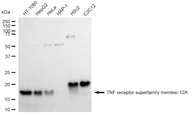 CD266 Antibody in Western Blot (WB)