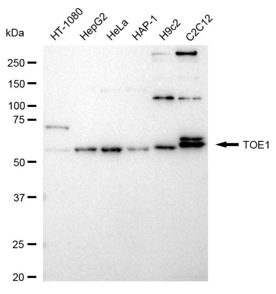 TOE1 Antibody in Western Blot (WB)