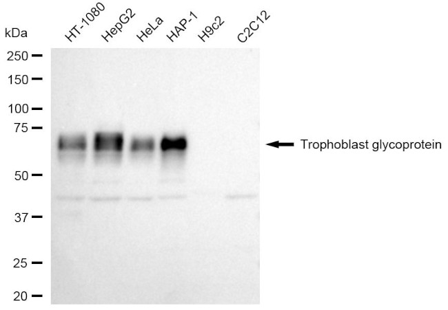 5T4 Antibody in Western Blot (WB)