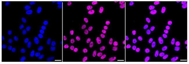 U2AF2 Antibody in Immunocytochemistry (ICC/IF)