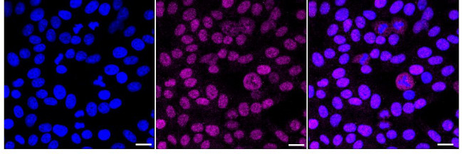 USP39 Antibody in Immunocytochemistry (ICC/IF)