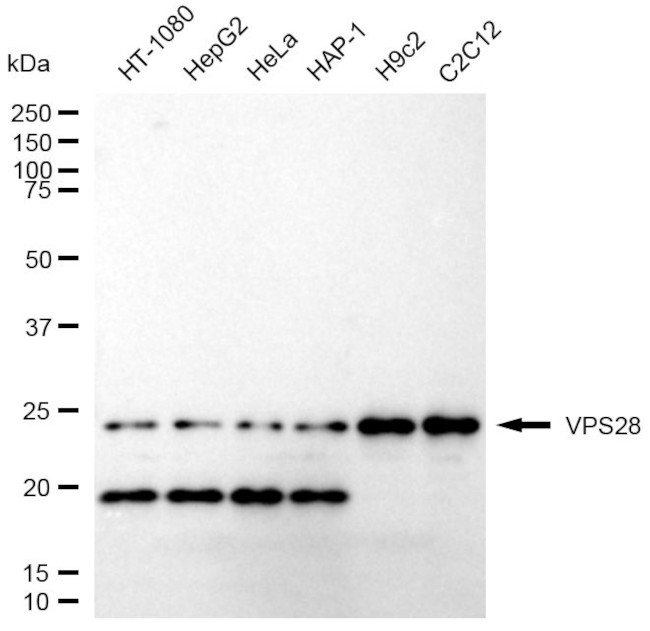 VPS28 Antibody in Western Blot (WB)