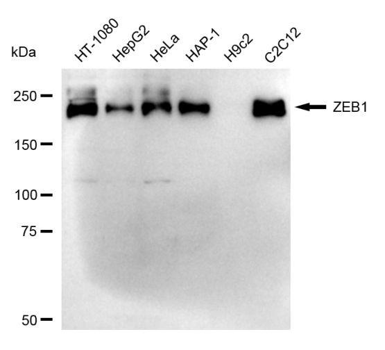 ZEB1 Antibody in Western Blot (WB)