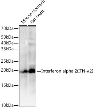 Interferon alpha-2 Antibody in Western Blot (WB)