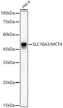 SLC16A3 Antibody in Western Blot (WB)