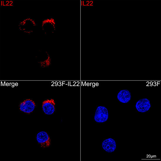 IL-22 Antibody in Immunocytochemistry (ICC/IF)